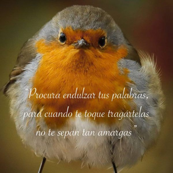 Procura endulzar tus palabras, para cuando te toque tragártelas no te sepan tan amargas.
