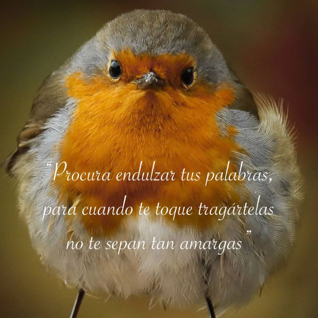 Procura endulzar tus palabras, para cuando te toque tragártelas no te sepan tan amargas.