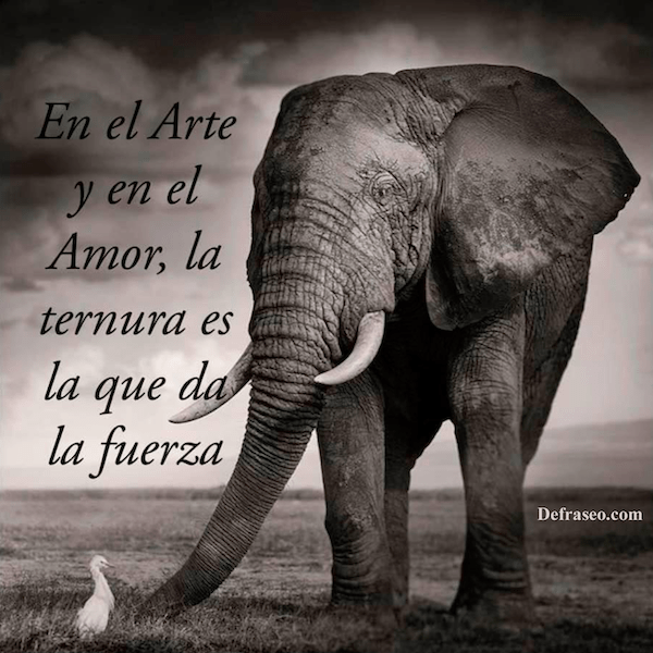 En el arte y en el Amor, la ternura es la que da la fuerza.