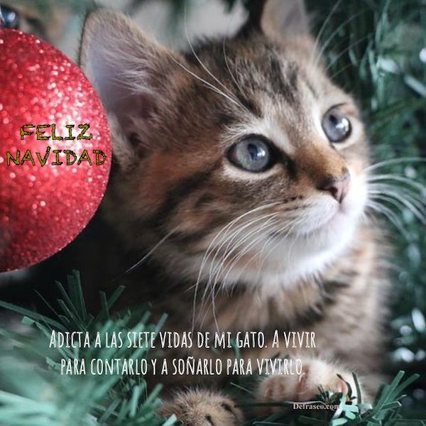 Adicta a las siete vidas de mi gato. A vivir para contarlo y a soñarlo para vivirlo.