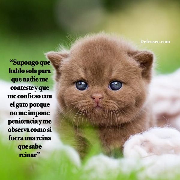 Supongo que hablo sola para que nadie me conteste y que me confieso con el gato porque no me impone penitencia y me observa como si fuera una reina que sabe reinar.