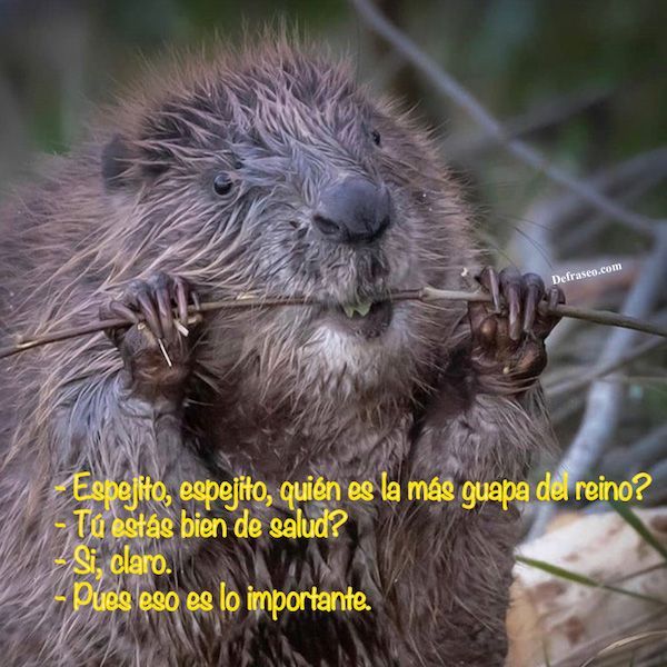 -Espejito, espejito, ¿quién es la más guapa del reino? -¿Tú estás bien de salud? -Si, claro. -Pues eso es lo importante.