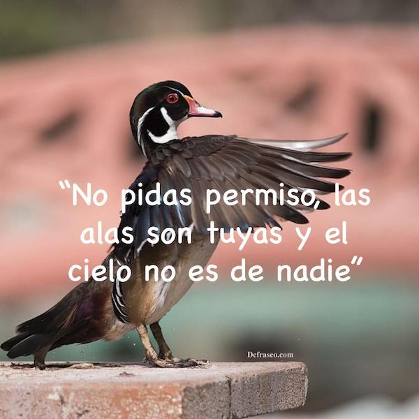 No pidas permiso, las alas son tuyas y el cielo no es de nadie.