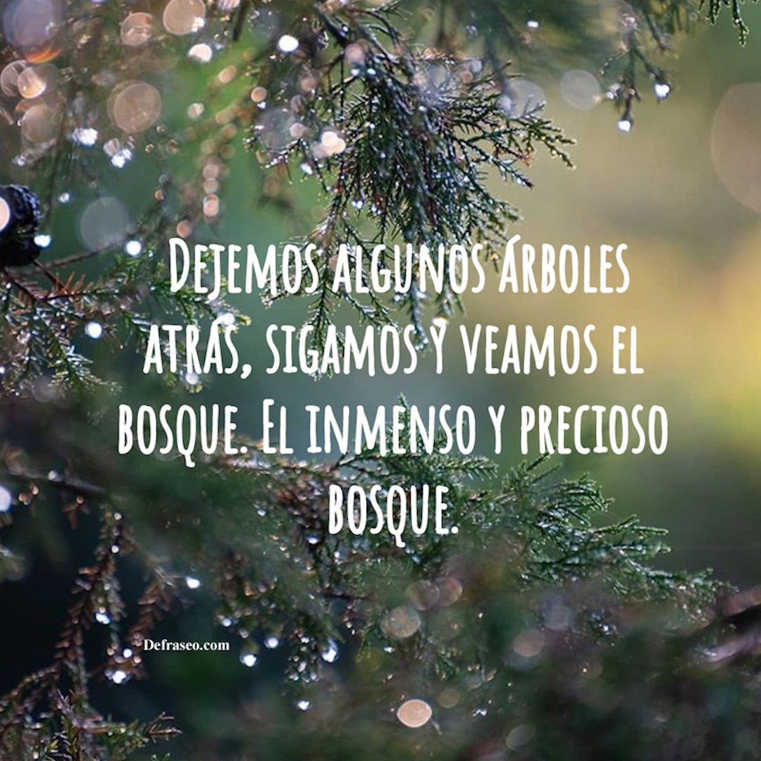 Dejemos algunos árboles atrás, sigamos y veamos el bosque. El inmenso y precioso bosque.