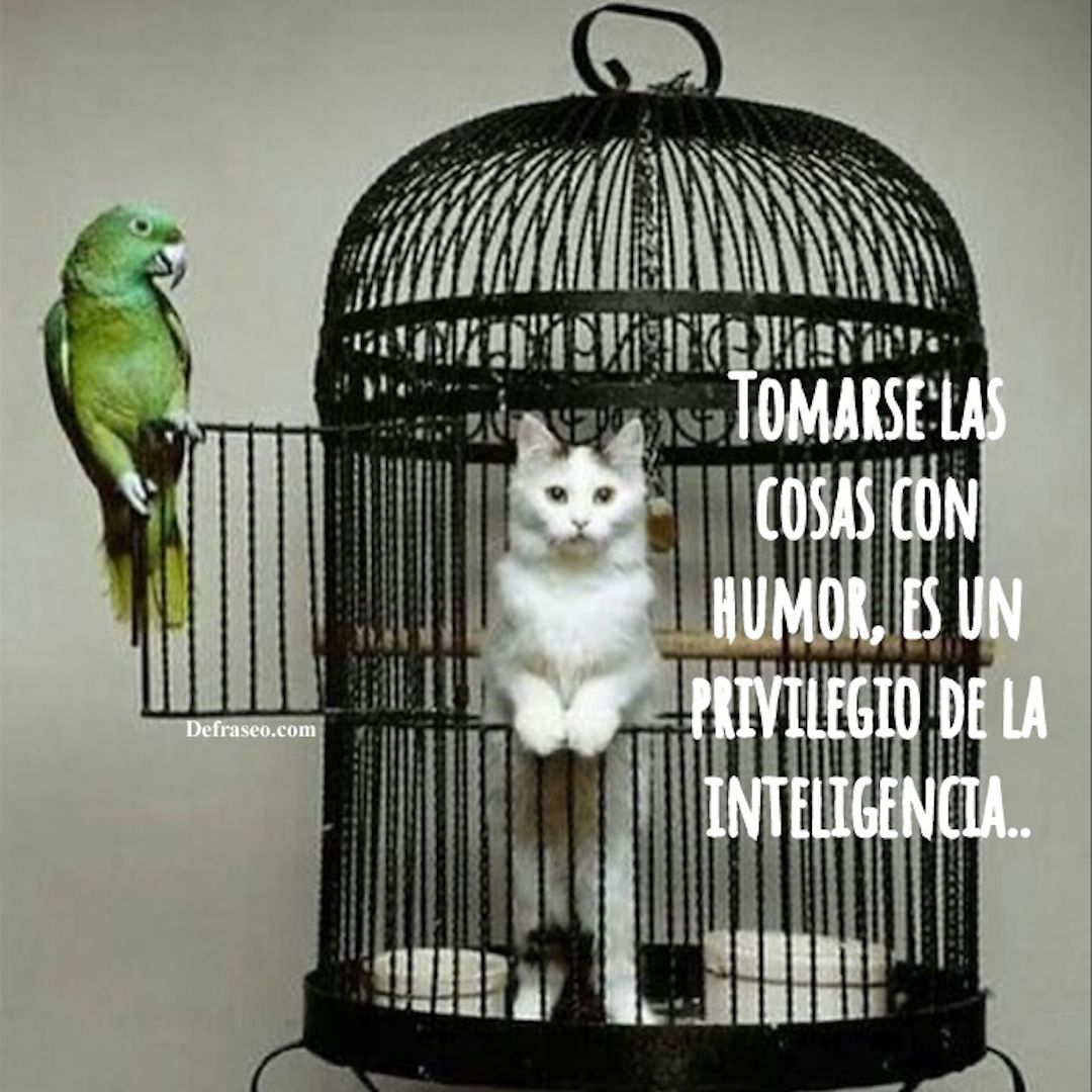 Tomarse las cosas con humor, es un privilegio de la inteligencia.